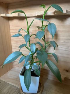 （分類：）位於 。 由 kath_dragon 提交（商品編號 1170632339，圖片 1）。簡介： 。