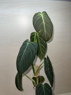 （分類：）位於 。 由 lioleo18 提交（商品編號 1170511207，圖片 1）。簡介： 。