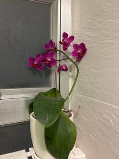 （分類：）位於 。 由 greenfoliage 提交（商品編號 1170620733，圖片 1）。簡介： 。