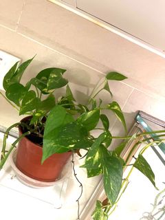 （分類：）位於 。 由 greenfoliage 提交（商品編號 1170621653，圖片 1）。簡介： 。
