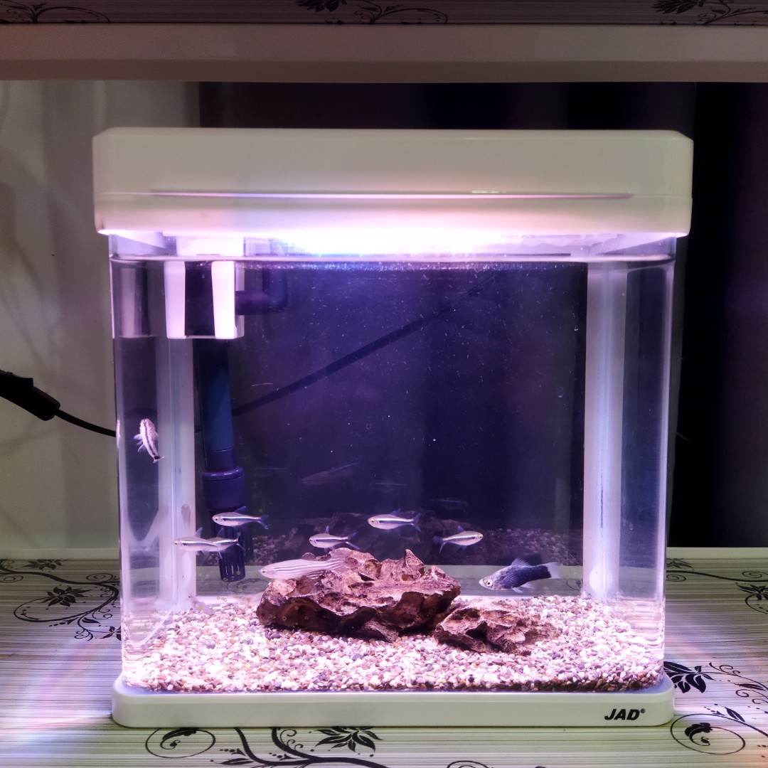 Jad aquarium outlet