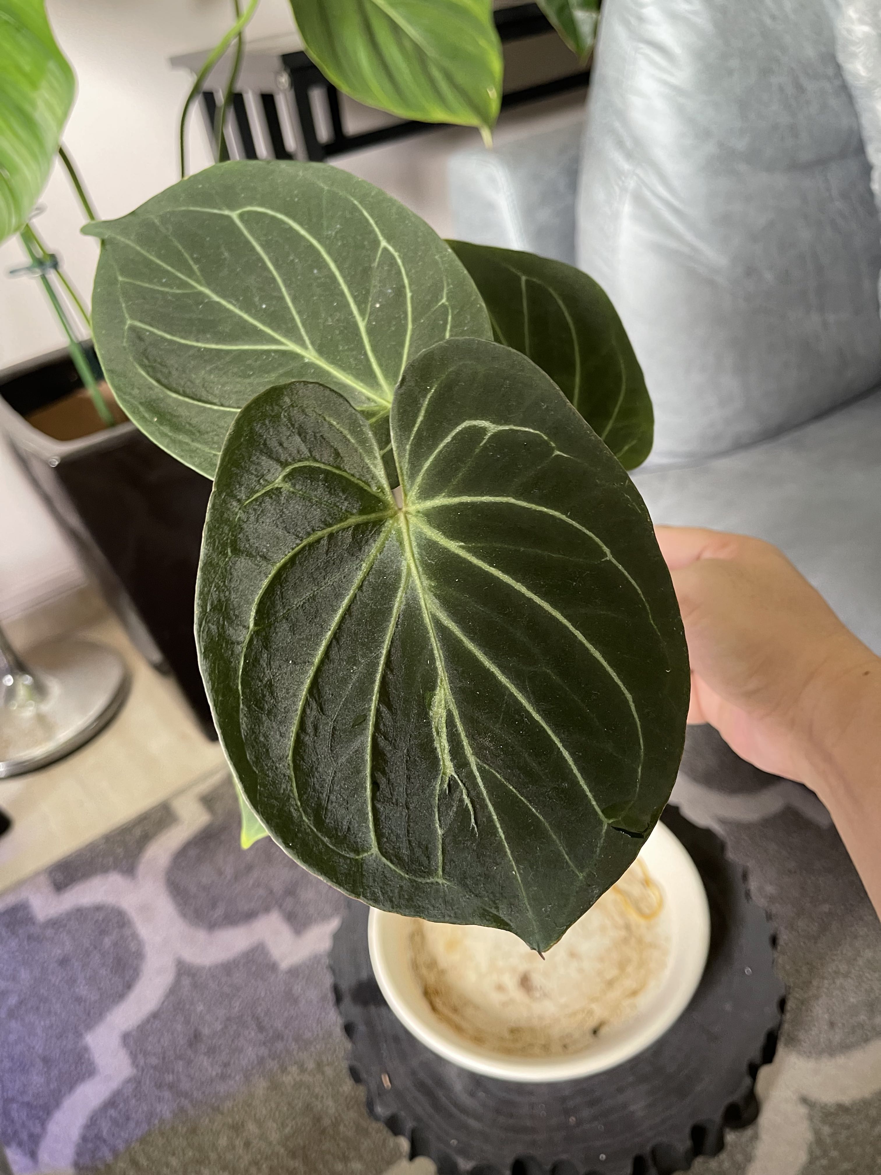 Anthurium king of spades healthy with new big leaf rare still growing