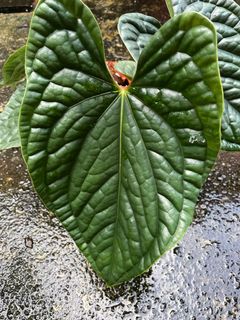 (Category: ) located in . Submitted by plantslover77 (Listing ID 1170722656, Image 1). Description: .