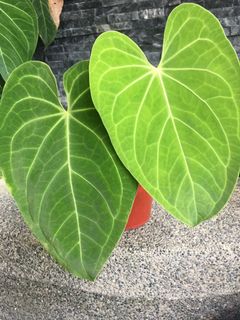 (Category: ) located in . Submitted by dh.plants (Listing ID 1170825070, Image 1). Description: .