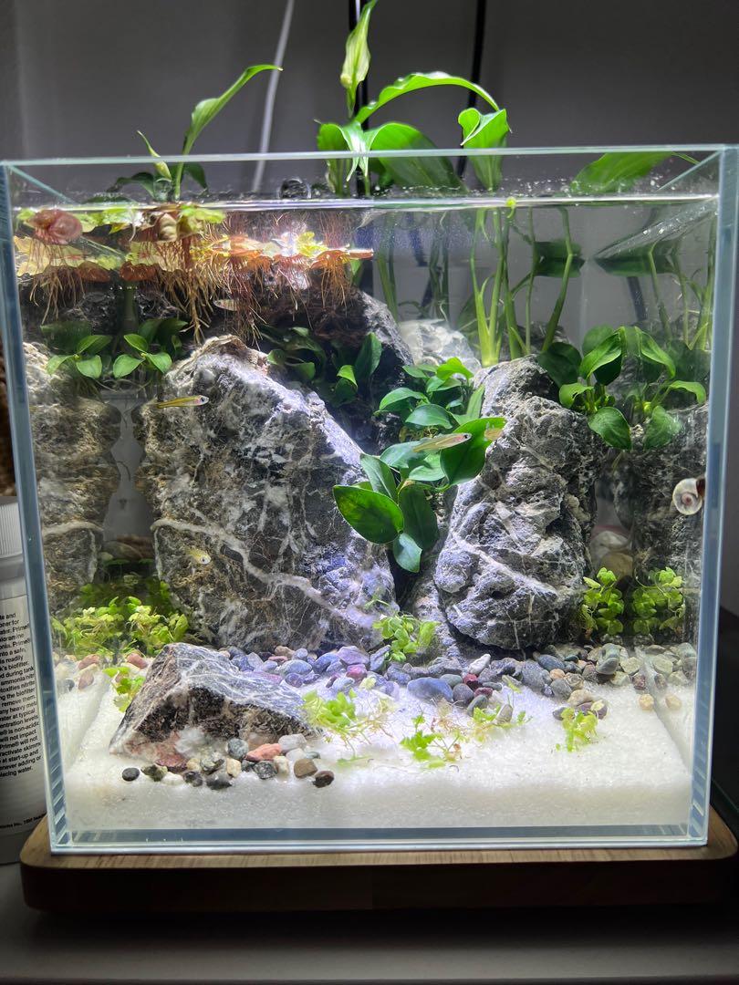 Aquascaping Nano Tank 20cm cube, Furniture & Home Living, Gardening ...