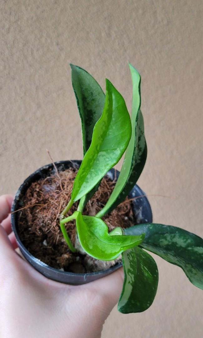 Hoya AH 074 (Category: Plants & Seeds) located in Cavite. Submitted by silvercarousel15 (Listing ID 1170690833, Image 2). Description: .