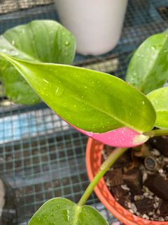(Category: ) located in . Submitted by plantslover77 (Listing ID 1170722414, Image 1). Description: .