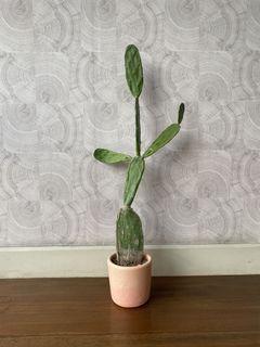 Prickly Pear Opuntia Cactus - 2ft