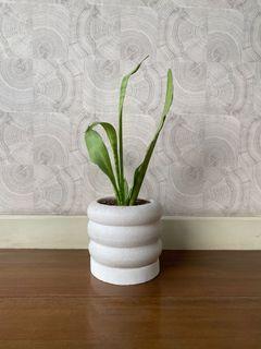 Snake Plant in Wavy Pot with Catchplate