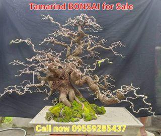 Tamarind bonsai for sale