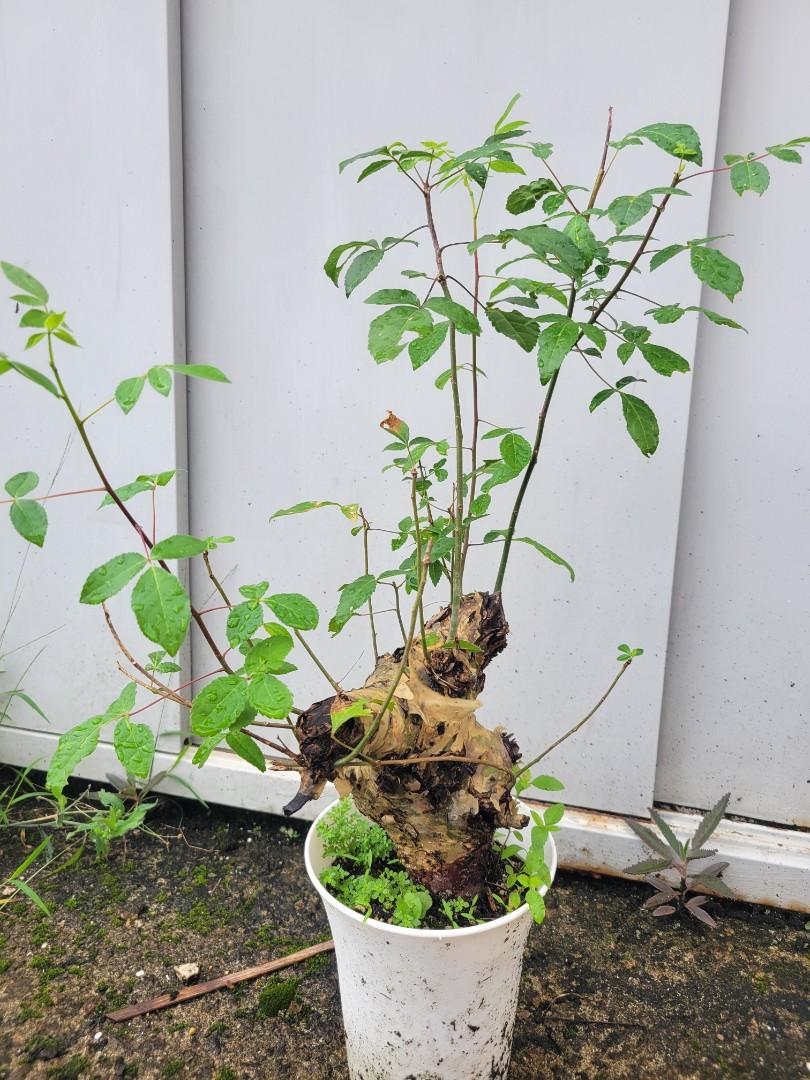 XX523 特選 多肉植物 塊根植物 lachenalia trichophylla 10株同梱