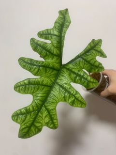 （分類：）位於 。 由 own_plant 提交（商品編號 1171022390，圖片 1）。簡介： 。