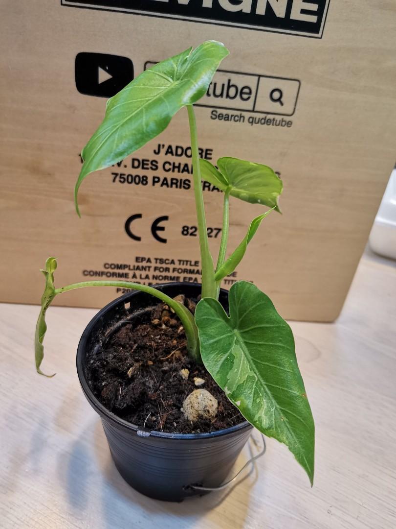 alocasia okinawa silver variegated, Furniture & Home Living, Gardening,  Plants & Seeds on Carousell