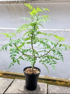 （分類：）位於 。 由 mr.flower. 提交（商品編號 1170917920，圖片 1）。簡介： 。