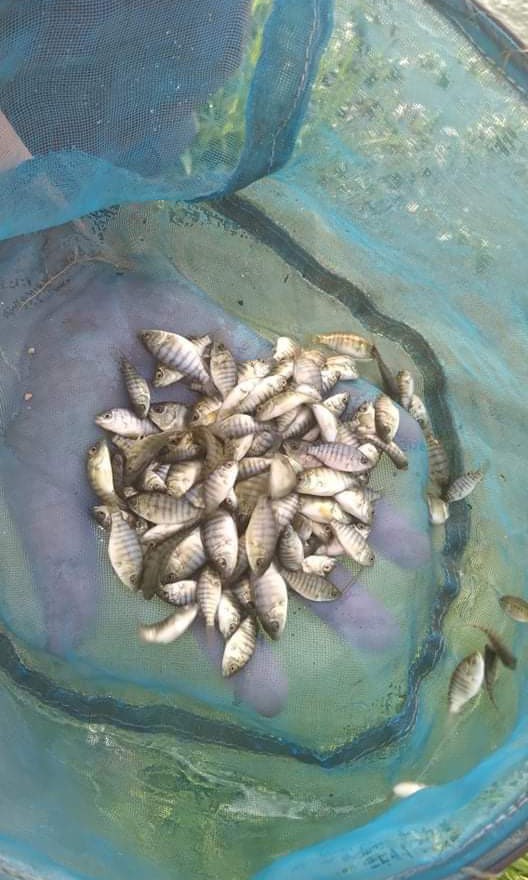 Fingerlings (Tilapia,Dalag,Hito and Common carp), Pet Supplies, Pet