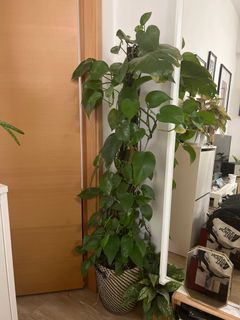 （分類：）位於 。 由 j0s3ph123 提交（商品編號 1170886407，圖片 1）。簡介： 。