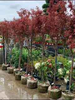 (Category: ) located in . Submitted by urban.cultivar (Listing ID 271369900, Image 1). Description: .