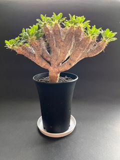 （分類：）位於 。 由 leocsl660325 提交（商品編號 1171218987，圖片 1）。簡介： 。
