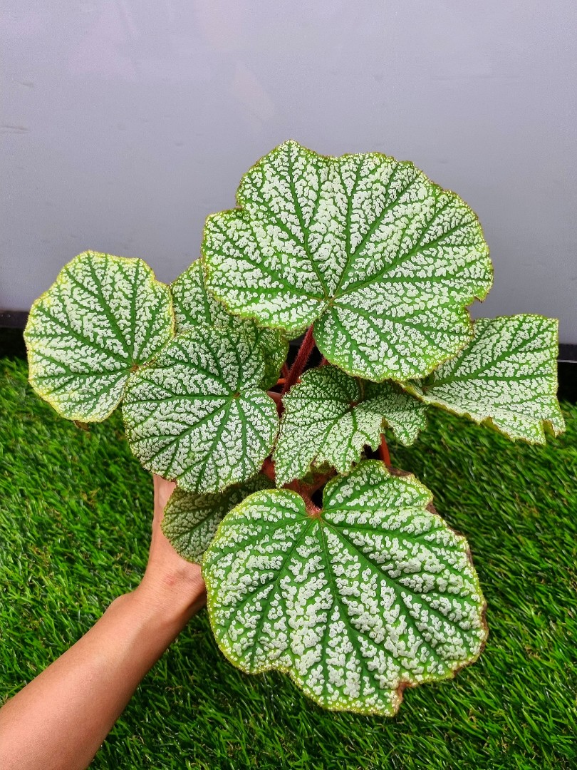Begonia Versicolor Hybrid, Furniture & Home Living, Gardening, Plants