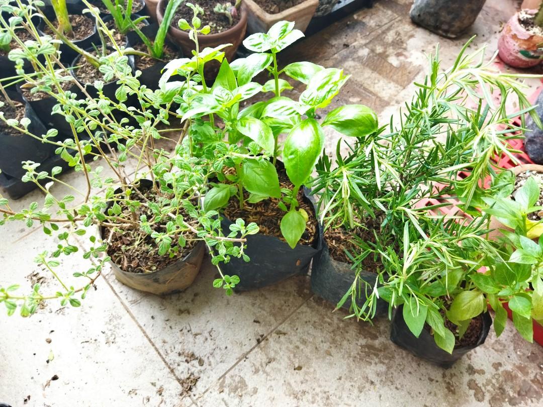 Culinary Herb Set (Category: Plants & Seeds) located in Quezon City. Submitted by Chefsofia (Listing ID 1171173771, Image 1). Description: Culinary Herb Set No Need to buy from grocery!! includes : thyme Sweet Basil Thai Basil Rosemary 📍Qc 🛵 grab or lalamove Mop: Gcash or Metrobank #herbs #edibleherbs #edibleplant #culinaryherb #basil #thyme #rosemary.