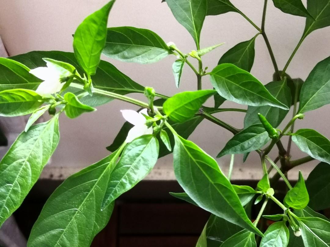 Fruiting chilli plant, Furniture & Home Living, Gardening, Plants