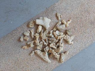 Marine Fish Tank Corals For Sale