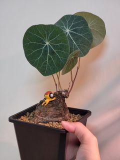 （分類：）位於 。 由 sohin8 提交（商品編號 1168747418，圖片 1）。簡介： 。