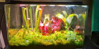 (Category: ) located in . Submitted by rnkloves (Listing ID 1171397924, Image 1). Description: .