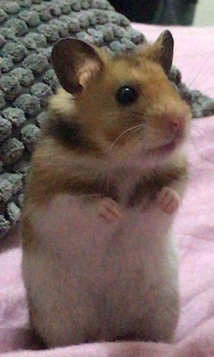 Hamsters for 2024 adoption