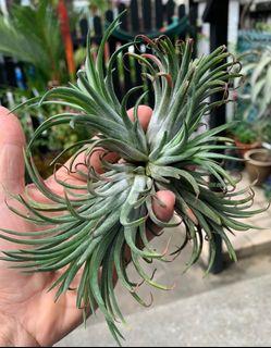 Ionantha (Tall Velvet)
