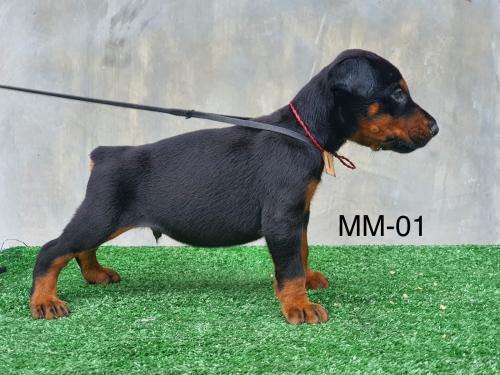 Anak sales anjing doberman