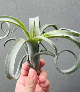 (Category: ) located in . Submitted by epiphytes (Listing ID 1171447410, Image 1). Description: .