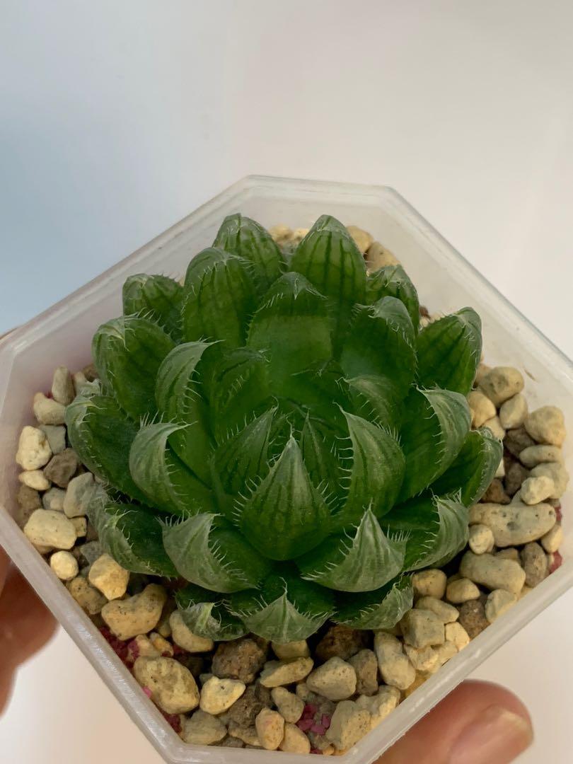 Haworthia Cooperi Picturata 1657361770 95319a34 Progressive 