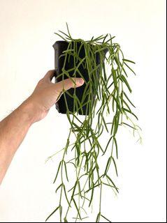 Hoya Linearis