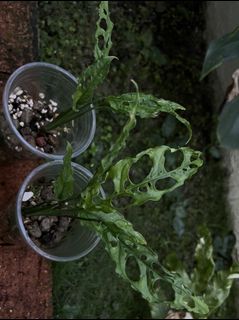 (Category: ) located in . Submitted by potfoliage (Listing ID 1171579594, Image 1). Description: .