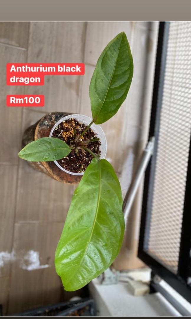 Anthurium Black Dragon, Furniture & Home Living, Gardening, Plants & Seeds on Carousell
