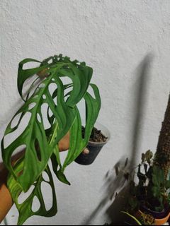 (Category: ) located in . Submitted by multiflora (Listing ID 1176025639, Image 1). Description: .