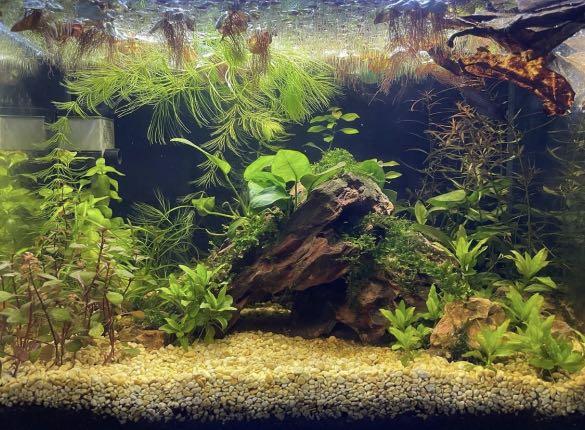 20L High Clarity Fish Tank 5 Gallon, Pet Supplies, Homes & Other Pet  Accessories On Carousell