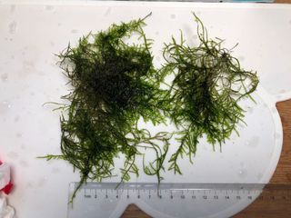 （分類：）位於 。 由 mrpumpkin 提交（商品編號 1177680566，圖片 1）。簡介： 。
