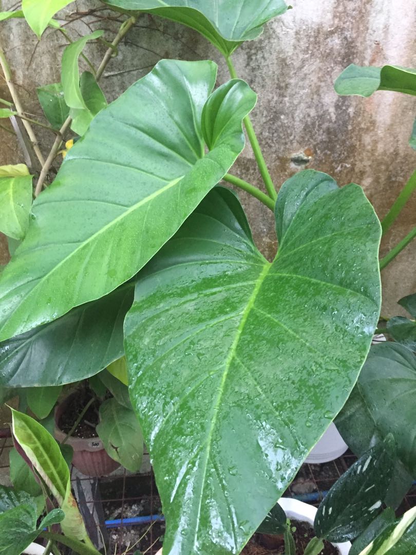 Affordable plants for only 100400, Furniture & Home Living, Gardening