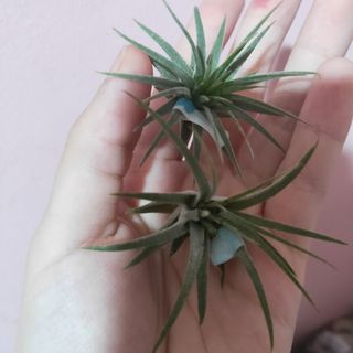 (Category: ) located in . Submitted by plant_zy (Listing ID 1177801777, Image 1). Description: .