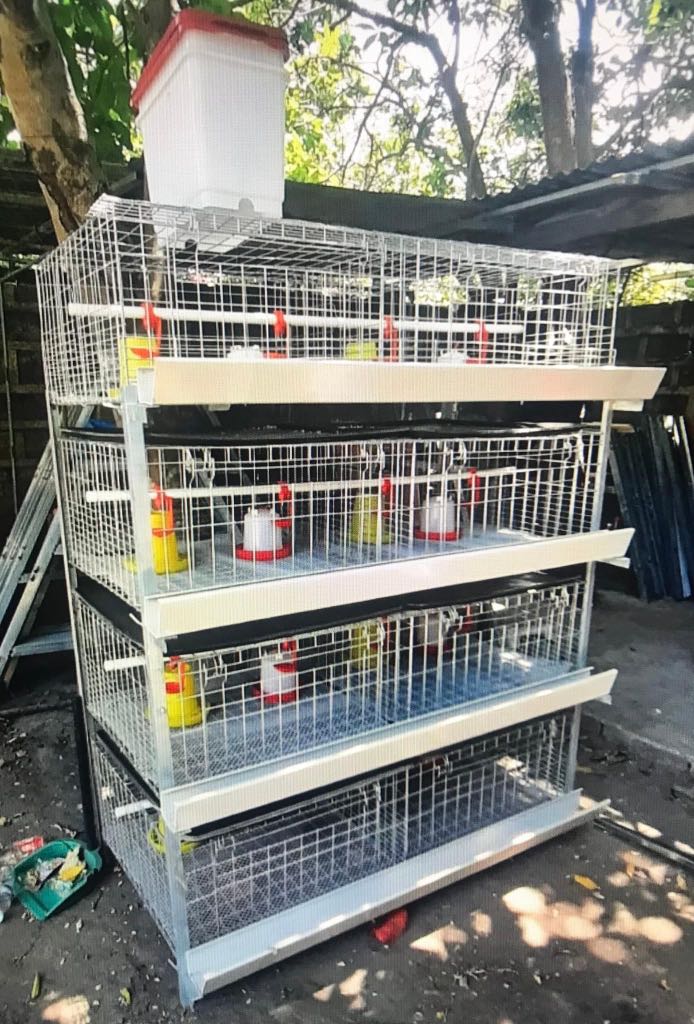 Broiler cage, Pet Supplies, Homes & Other Pet Accessories on Carousell