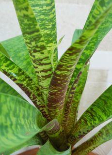 Bromeliad Vriesea/ Goudaea Ospinae var. Gruberi