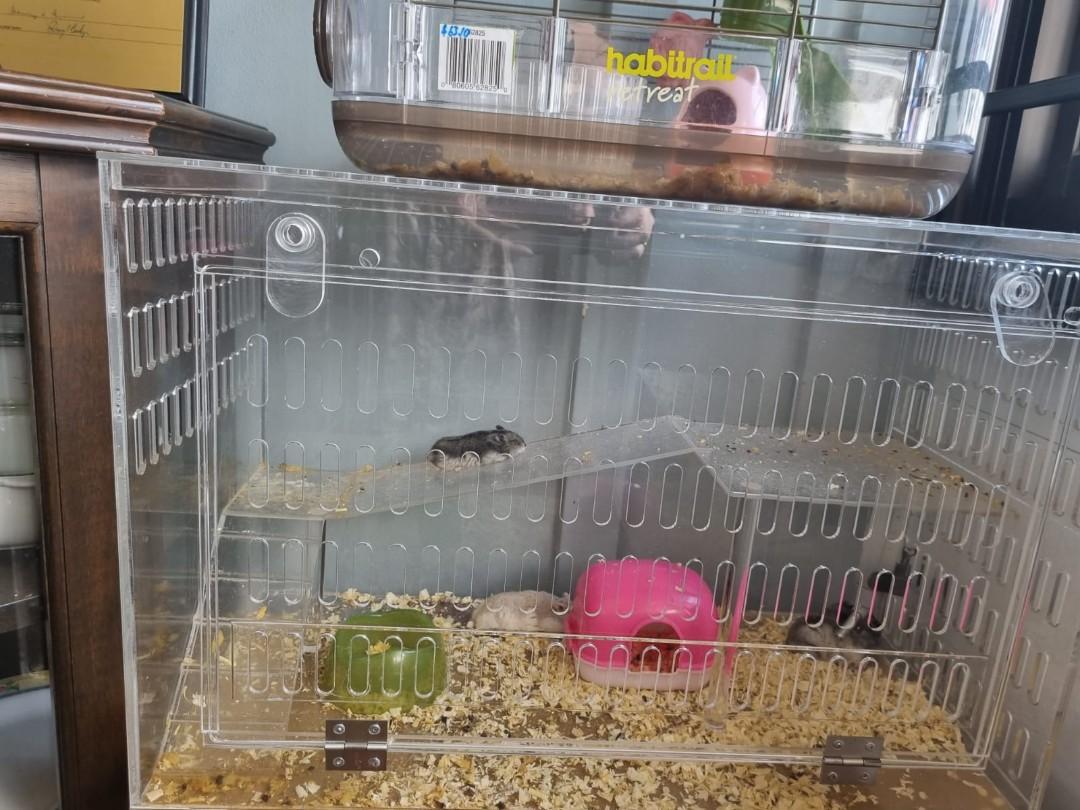 Custom made acrylic cages for pets