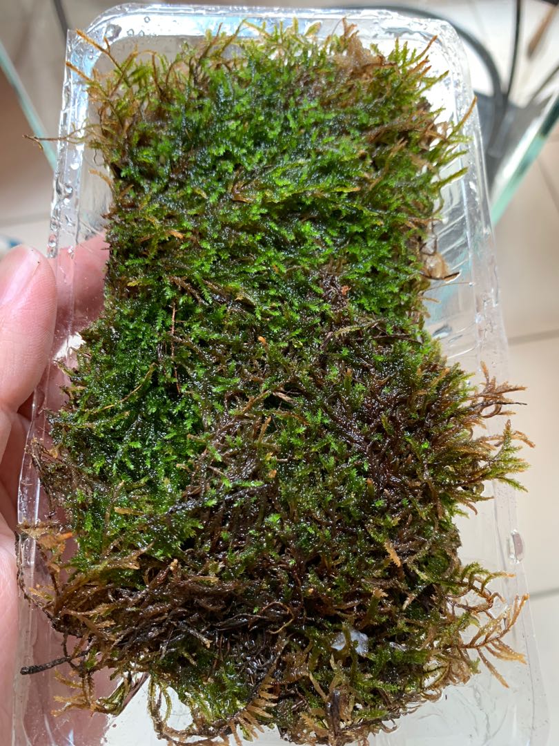 Live Sphagnum Moss for Terrarium, Furniture & Home Living, Gardening