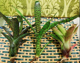 Mini Bromeliads Set of 3