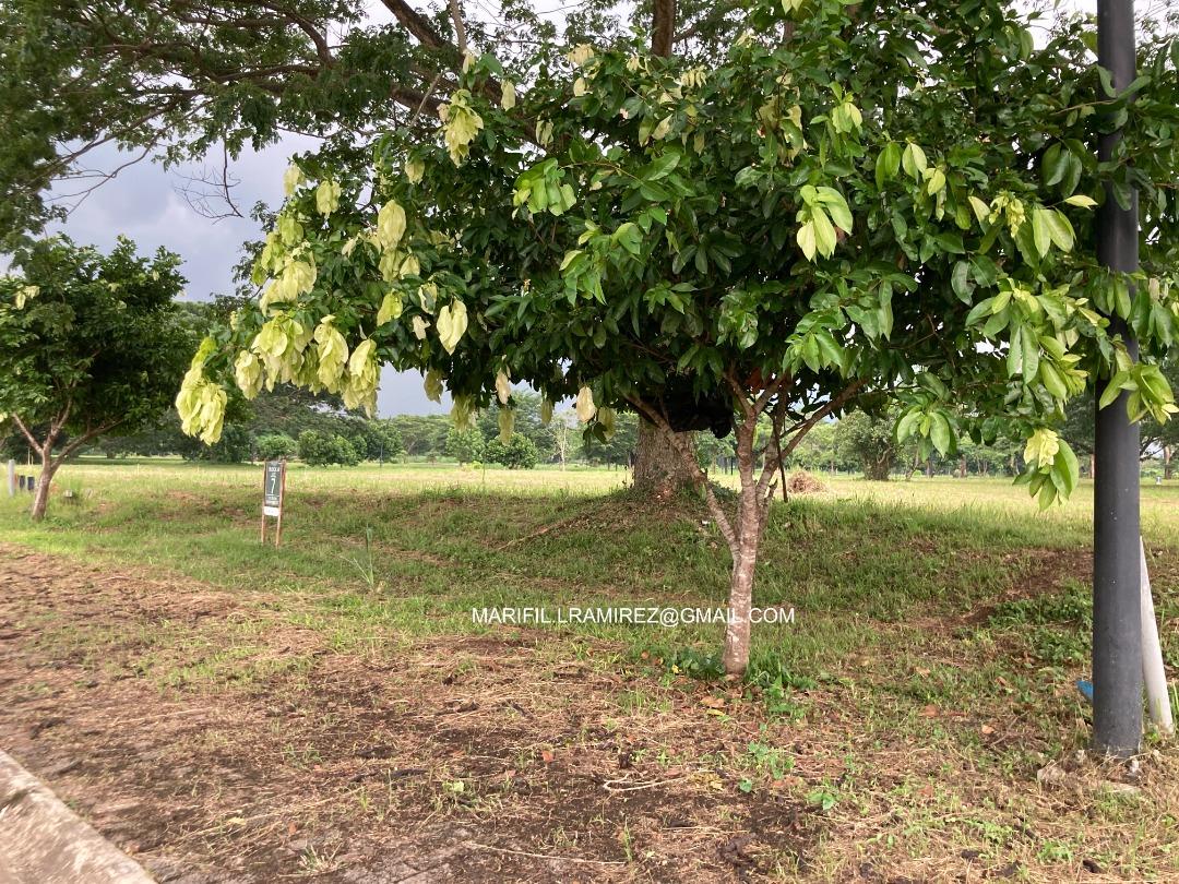 719 sqm Luscara Nuvali by Ayala Premier (Category: Apartments & Condos) located in Manila. Submitted by marifilramirez (Listing ID 240737500, Image 2). Description: For Sale: Residential Vacant Lot in Luscara by Ayala Land Premier Ecology Avenue, Barangay Canlubang, Nuvali Calamba Laguna Luscara Nuvali Block 31 Lot 7 Lot area: 719 sqm Php 36,856.00 / sq.m. Php 26,500,000.00 Courtyard Lot South Orientation Only 8 lots sharing a pocket garden/Court