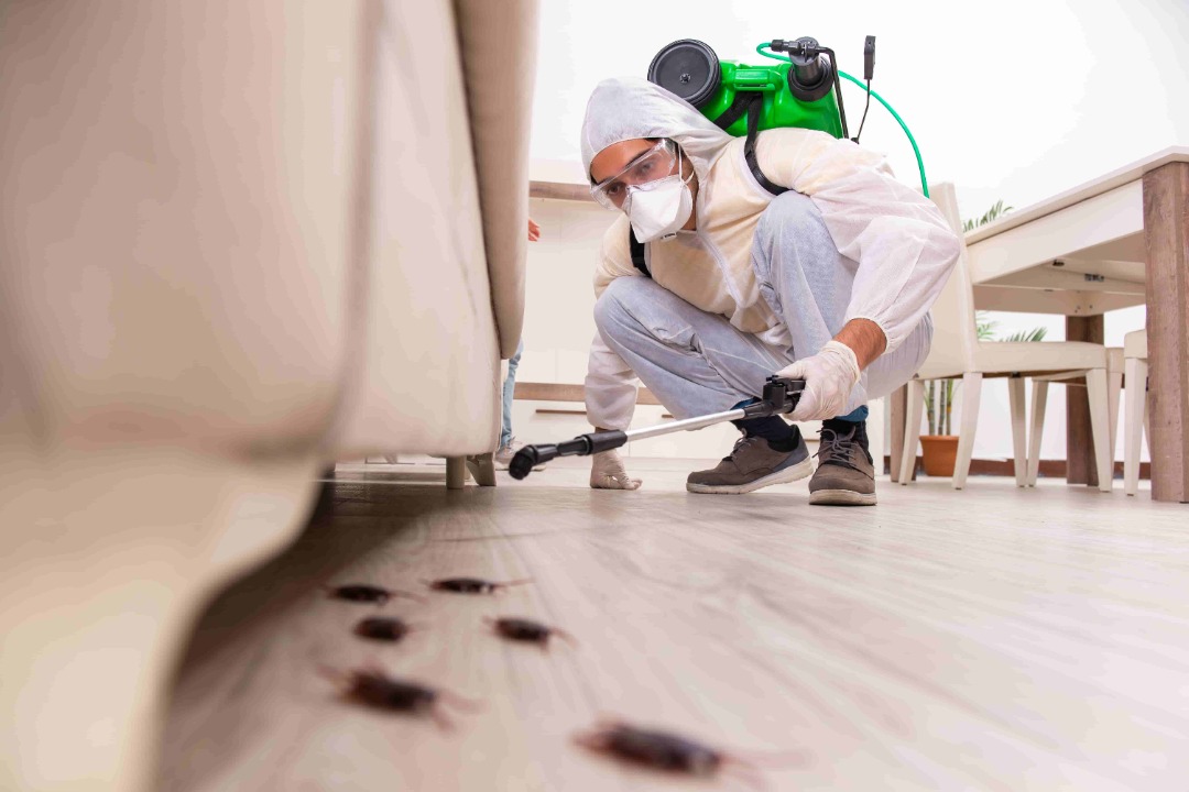 專業滅蟲滅鼠丨Pest & Rodent Control62863123993985118