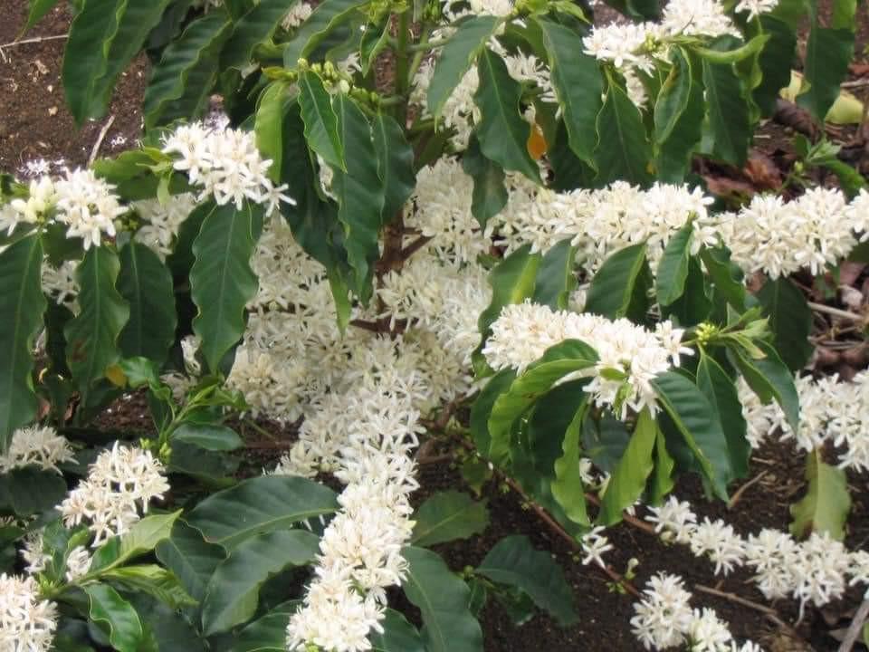 Pokok kopi ARABICA atau ROBUSTA, Furniture & Home Living, Gardening ...