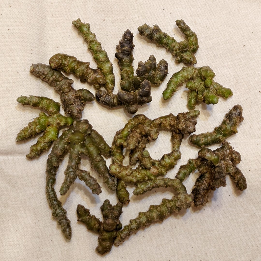 種植用川七珠芽 30g 零餘子 附餘子 野菜 大包, 家具及居家用品, 園藝, 植物及種子在旋轉拍賣